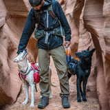 Sac à dos canin